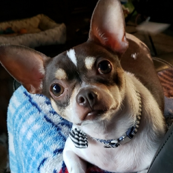 Meet your Posher, Judy - Picture 1 of 10